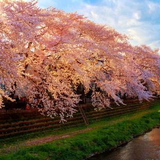 Spring in Japan