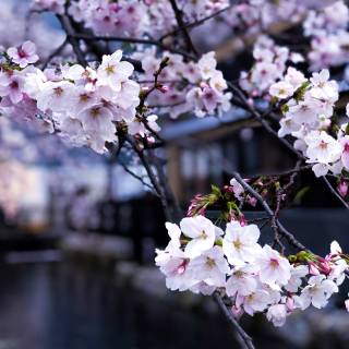 Spring in Japan