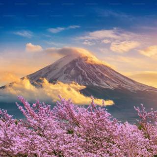 Spring in Japan