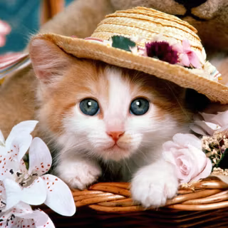 Cat with a hat
