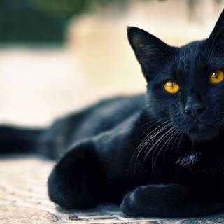 black cat