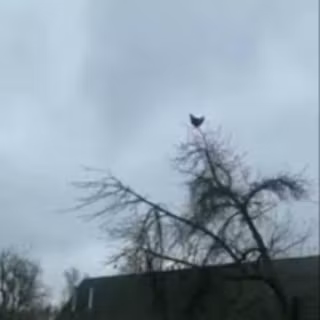 Chicken screaming meme 