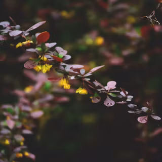 Berberis Thunbergii Atropurpurea