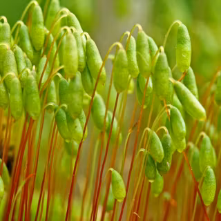 A green cool plant