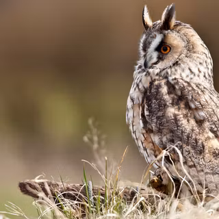 Ciuf de pădure