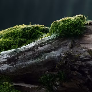 Mușchi verde care crește pe un trunchi de copac căzut