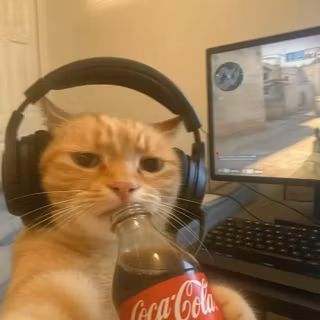 kitty cat