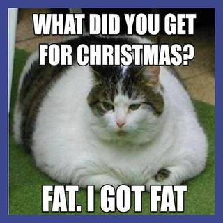 christmas cat