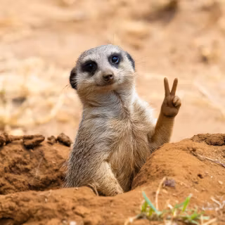 so cute