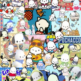 Pochacco college  