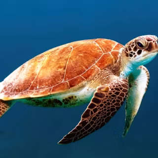 sea turtle