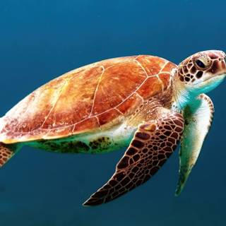 green sea turtle