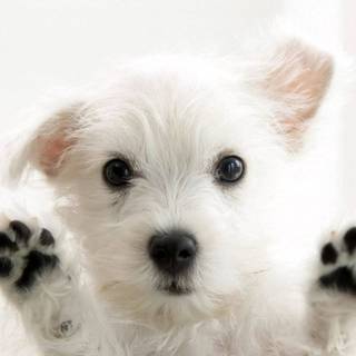 PUPPY