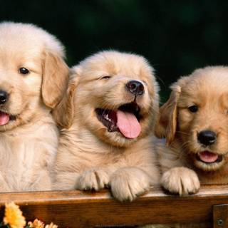 golden dog