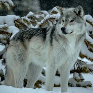 grey wolf