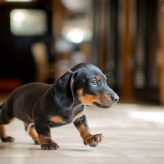 weiner dog