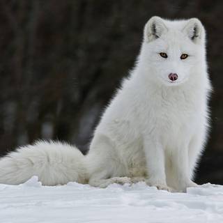 arctic fox