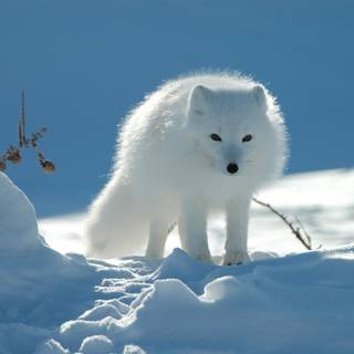 arctic fox