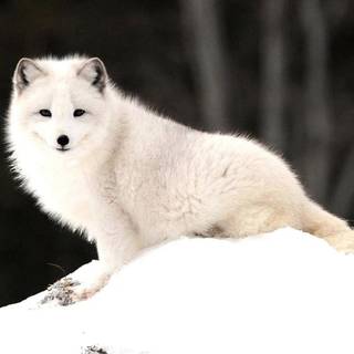 arctic fox