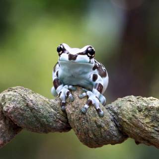cute frog