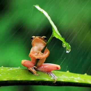 cute frog