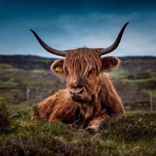 highland cow