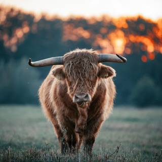 highland cow