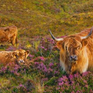 highland cow