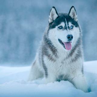 husky