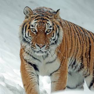 siberian tiger