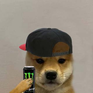cute doge