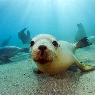 sea lion