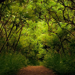 Forest Road