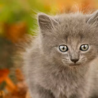 Nebelung