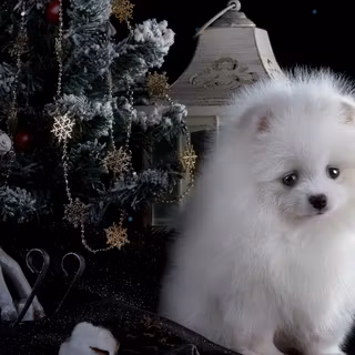 Pomeranian