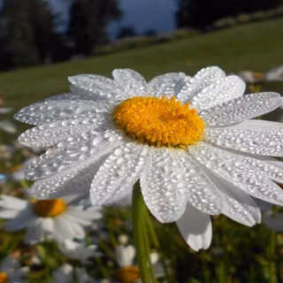 Leucanthemum vulgare