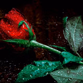A close up of a red rosebud with big rain drops 