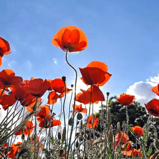 Papaver rhoeas