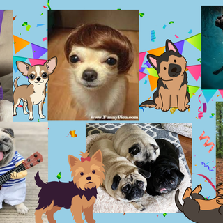 dog party!!