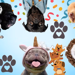 Dog party!!