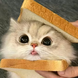 cute cat