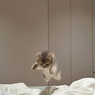 kitten