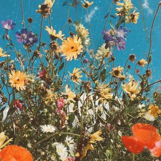 Blooming Wild Flowers