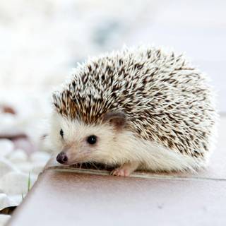 cute hedgehog