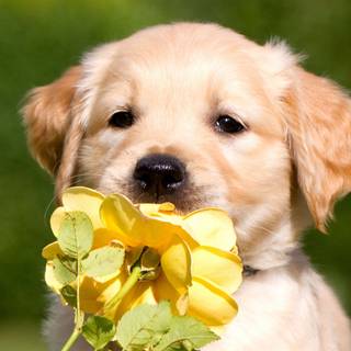 cute puppy