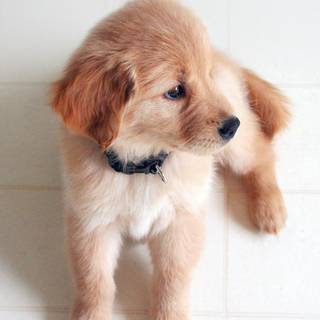 cute puppy