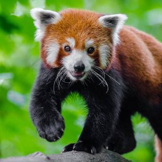 red panda
