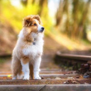 cute dog
