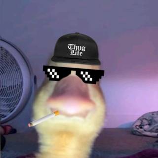 duck