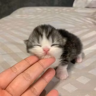 cute kitten